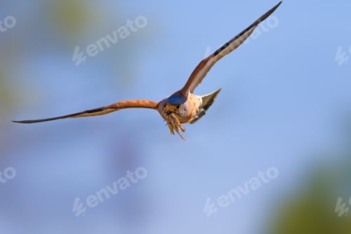 Preview: Flying Falcon. Sky Background.