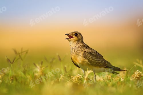 Preview: Cute Bird. Colorful Nature Background. Collared Pratincole / Glareola Pratincola