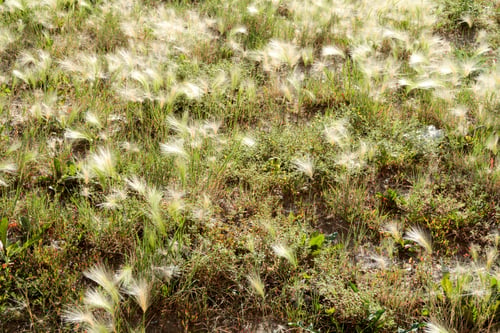 Preview: Spikes Of Wild Wheat