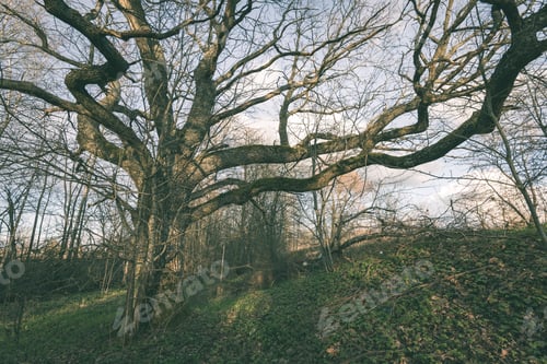 Preview: Old Large Tree Against Blue Sky With Branches Wide Spread - Vintage Film Effect