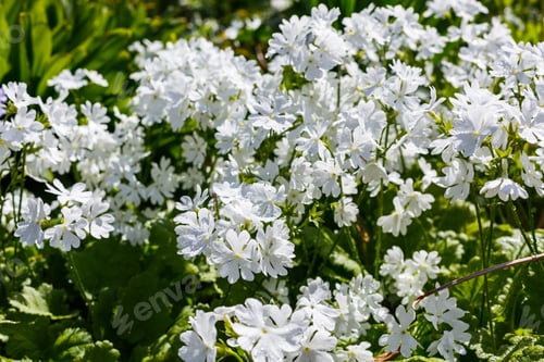 Preview: White Flowers Primula (Sort Primula Sieboldii E.Morren) In Summer Or Spirng Garden