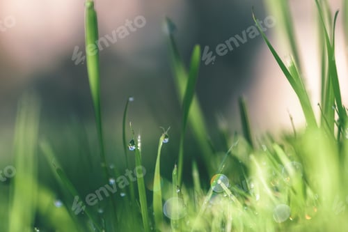Preview: Abstract Lush Of Summer Flowers And Bents In Evening Sun In The Meadow Flower Textures With Blur