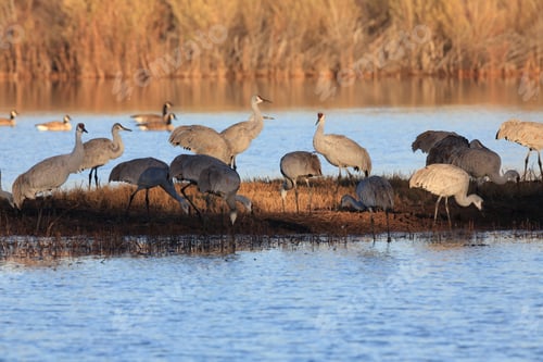 Preview: Sand Hill Crane (Grus Canadensis) At Bosque Del Apache National Wildlife Refuge