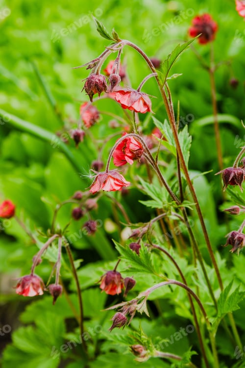 Preview: Red Flower Geum Rivale (Rosaceae, Sort Leonard) In Summer Garden