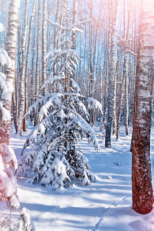 Preview: Forest In The Frost. Winter Landscape. Snow Covered Trees.