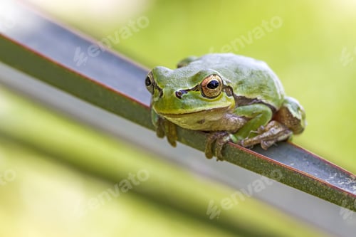 Preview: Funny Tree Frog. Green Nature Background. Samsun Turkey.