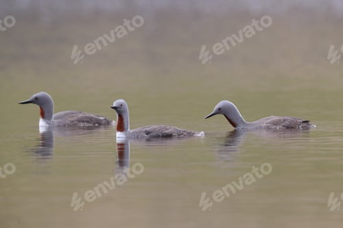Preview: Red-Throated Loon (North America) Or Red-Throated Diver (Britain And Ireland) Iceland