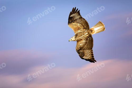 Preview: Flying Bird. Bird Of Prey. Colorful Sky Background.