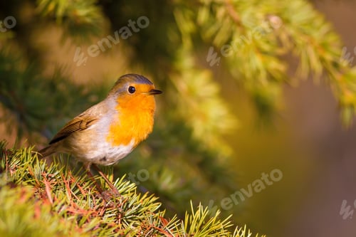Preview: Cute Bird. Forest Background. European Robin. Erithacus Rubecula And Pine Tree.