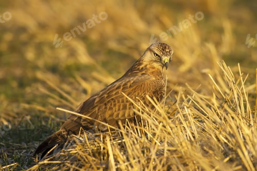 Preview: Bird Of Prey. Yellow Nature Background. Bird: Long Legged Buzzard. Buteo Rufinus.