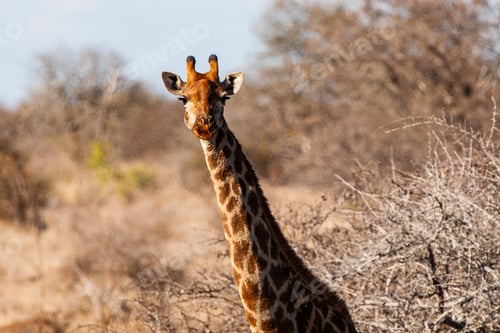 Preview: Giraffes In The Kruger National Park, South Africa