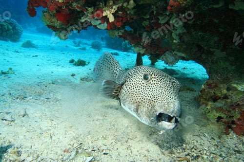 Preview: Starry (Giant) Puffer (Arothron Stellatus)