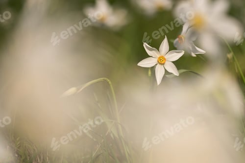 Preview: Daffodil Flower In Nature In The Early Morning