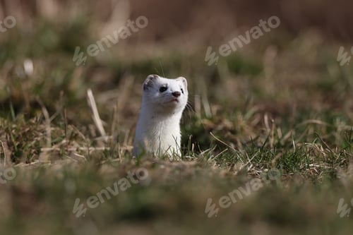 Preview: Stoat (Mustela Erminea) Swabian Alps Germany