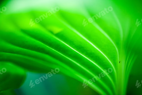 Preview: Green, Abstract Composition With Leaf Texture And Soft Focus