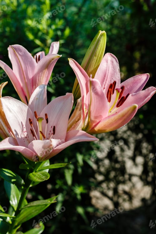 Preview: Beautiful Flowers Of Pink Lilium In Green Garden In Summer Day, Nature Background