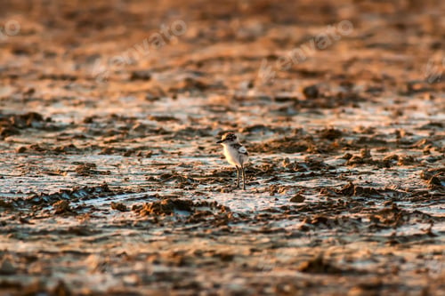 Preview: Bird And Drought. Nature Background.