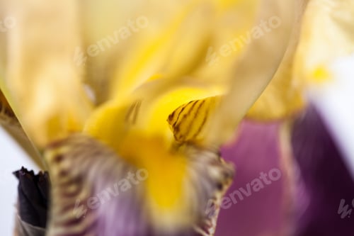 Preview: Beautiful Iris Flower With Details