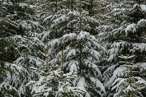 Preview: Winter Forest In Snow Storm With Naked Trees And Dry Grass Leftovers