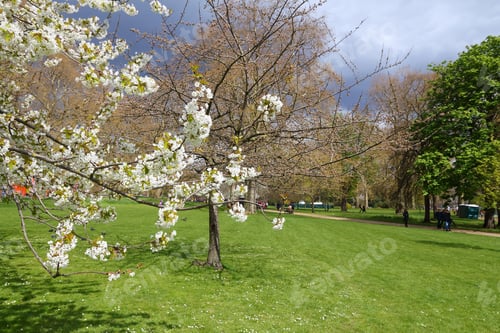 Preview: White Cherry Blossoms In London, Uk. St. James' Park.