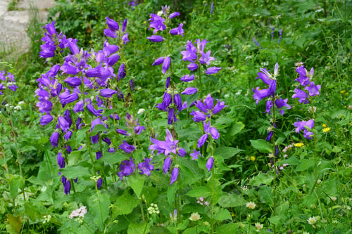 Preview: Campanula (Bellflower) In Natural Habitat