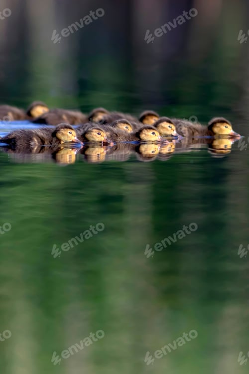 Preview: Floating Ducklings. Green Water Background. Birds: Ferruginous Duck. Aythya Nyroca.