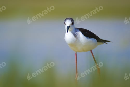 Preview: Cute Bird And Nature. Black Winged Stilt Himantopus Himantopus