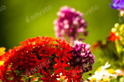 Preview: A Bouquet Of Bright Spring Flowers Of Various Types