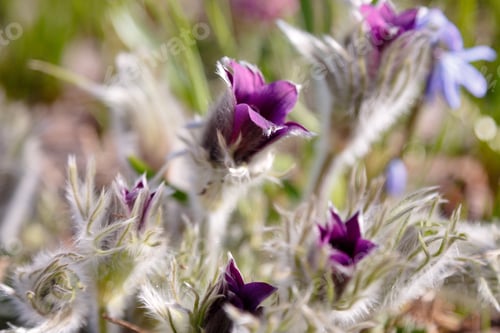 Preview: Pulsatilla Patens Common Names Include Eastern Pasqueflower, Prairie Crocus, And Cutleaf Anemone In