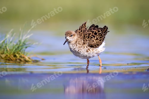 Preview: Colorful Water Bird. Colorful Nature Background. Bird: Ruff. Philomachus Pugnax.