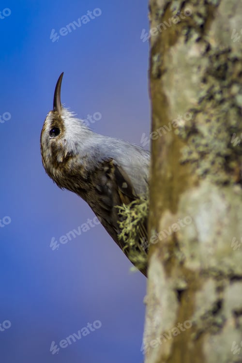 Preview: Amazing Bird Short Toed Treecreeper. Bird Climbs. Blue Nature Background. Certhia Brachydactyla