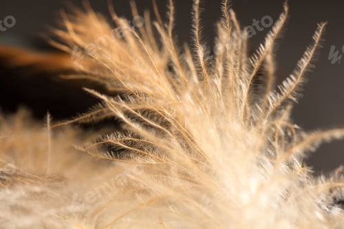 Preview: Colorful Rooster Feather With Details And Reflexions