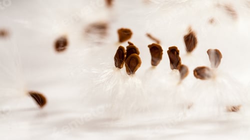 Preview: Abstract Composition With Dried Plants Seeds. Looks Like Dandelion Seeds