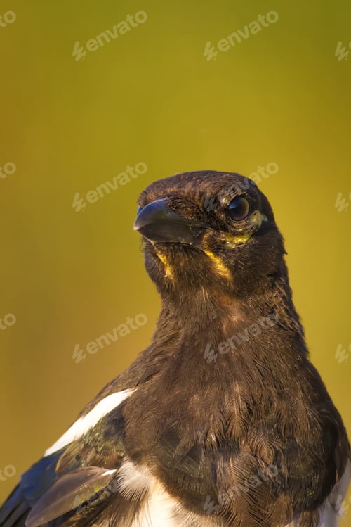 Preview: Eurasian Magpie. Pica Pica. Green Nature Background.