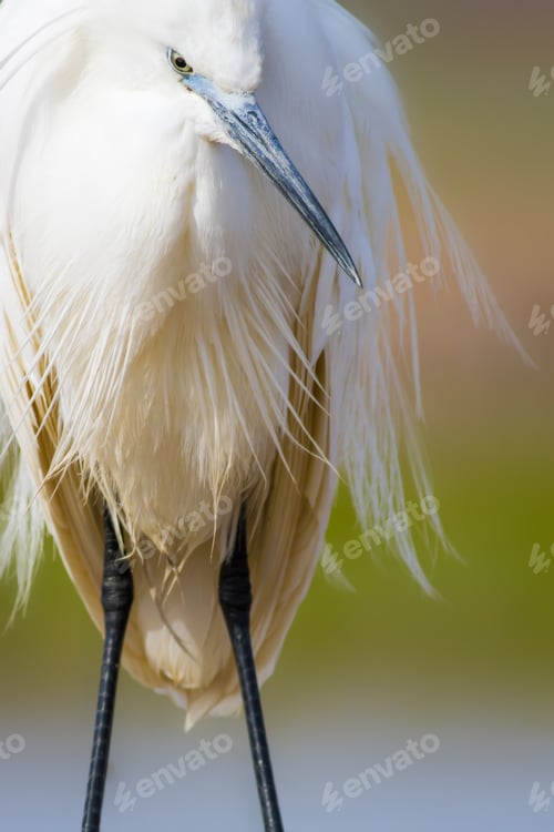 Preview: White Beauty Heron. Colorful Water Nature Background. Bird: Little Egret. Egretta Garzetta.