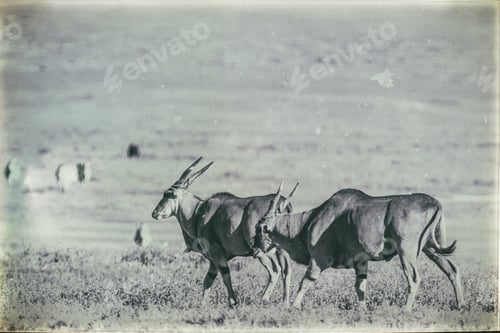 Preview: Huge Male Eland Antelopes In The Ngorongoro Crater, Tanzania