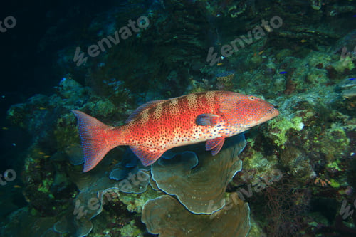 Preview: Red Sea Coral Grouper