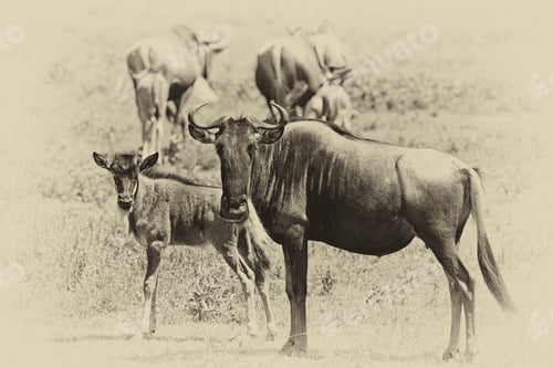 Preview: Vintage Style Image Of Wildebeests In The Serengeti National Park, Tanzania