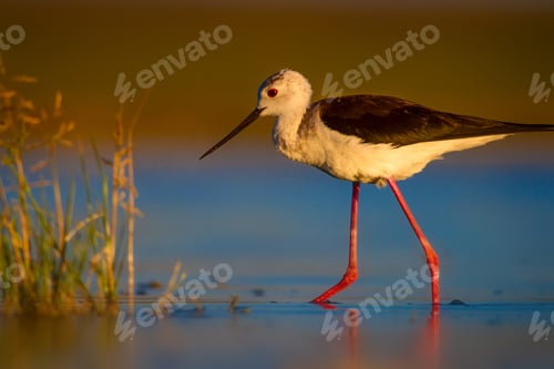 Preview: Cute Water Bird. Colorful Nature Background.