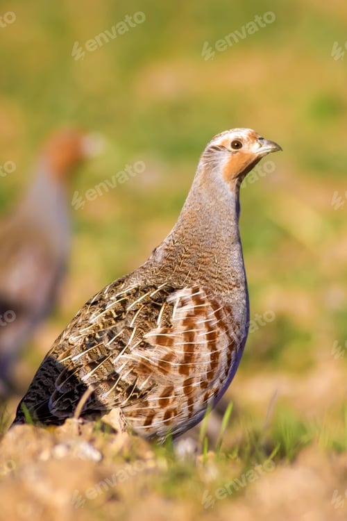 Preview: Partridges. Colorful Nature Background. Bird: Grey Partridge. Perdix Perdix.