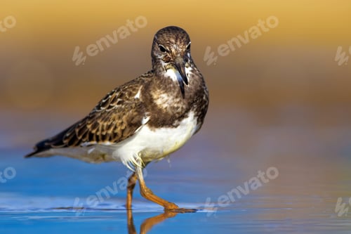 Preview: Water Bird. Blue Yellow Nature Background. Bird: Ruddy Turnstone.