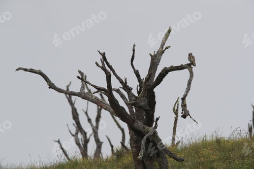 Preview: Hawaiian Short Eared Owl Big Island Hawaii