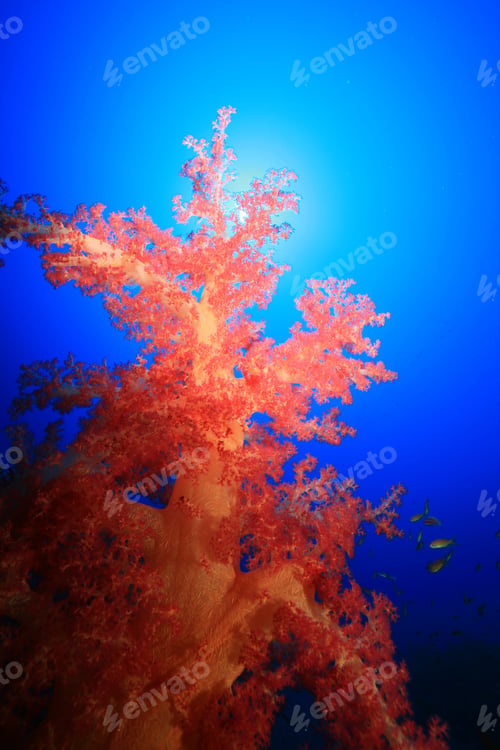 Preview: Beautiful Coral Reef - At Risk Due To Global Warming