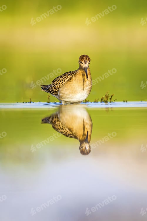 Preview: Water Nature And Water Bird. Green Water Habitat Background. Bird: Ruff. Philomachus Pugnax.