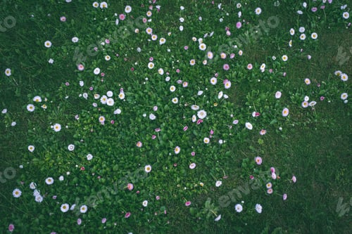 Preview: Sunny Meadow With Dandellions And Daisies In Summer At Countryside - Vintage Retro Look