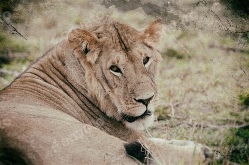 Preview: Vanishing Africa: Vintage Style Image Of An African Lion In The Maasai Mara National Park, Kenya