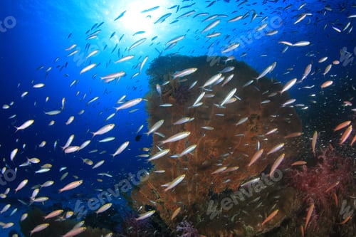Preview: Coral And Tropical Fish On Underwater Ocean Reef