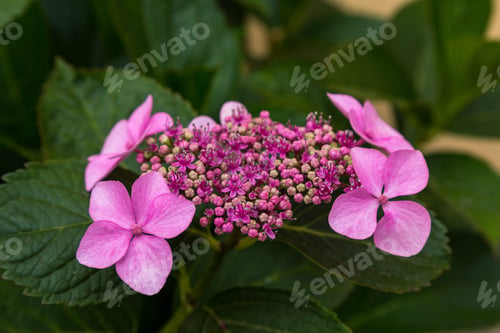 Preview: Magnificent Inflorescence Hydrangea Garden. Beautiful Hortensia Flowers.