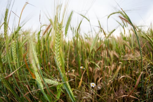 Preview: Wheat Field At Sunset. Fisheye Lens Effects