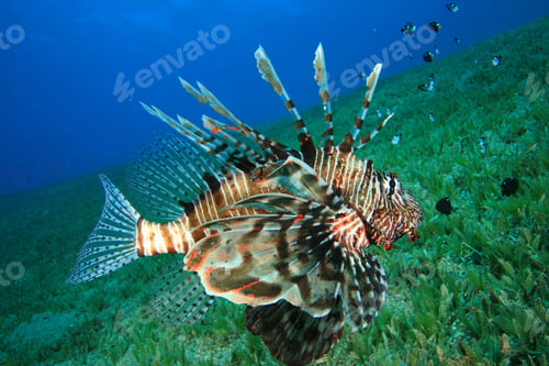 Preview: Lionfish Hunts For Damselfish